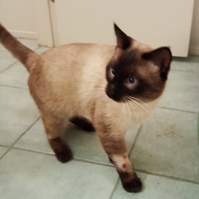 Mochi the Siamese cat who loves humans