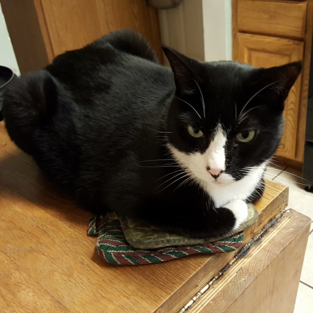 Seymour the giant black and white cat